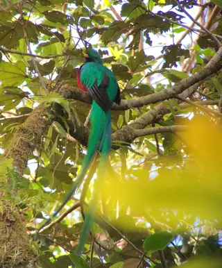 Ausschau halten nach Faultieren oder dem farbenprächtigen Vogel Quetzal im La Amistad Nationalpark